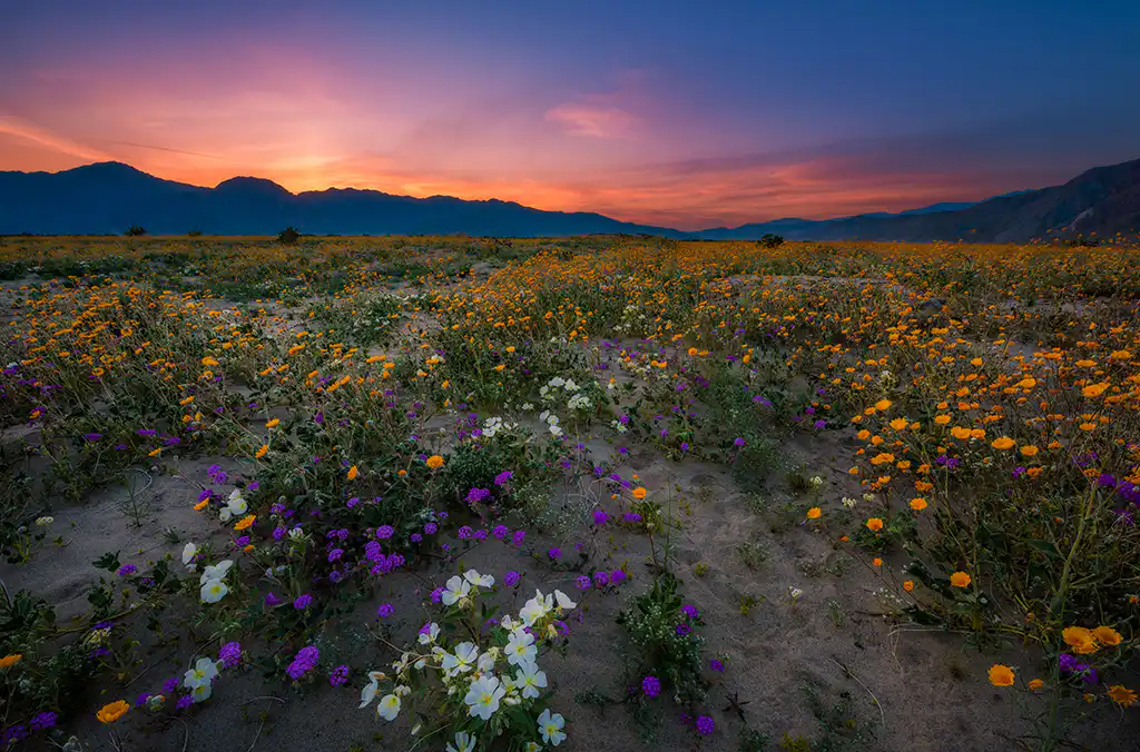 Anza Borrego in Bloom