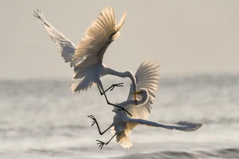 Fighting Birds