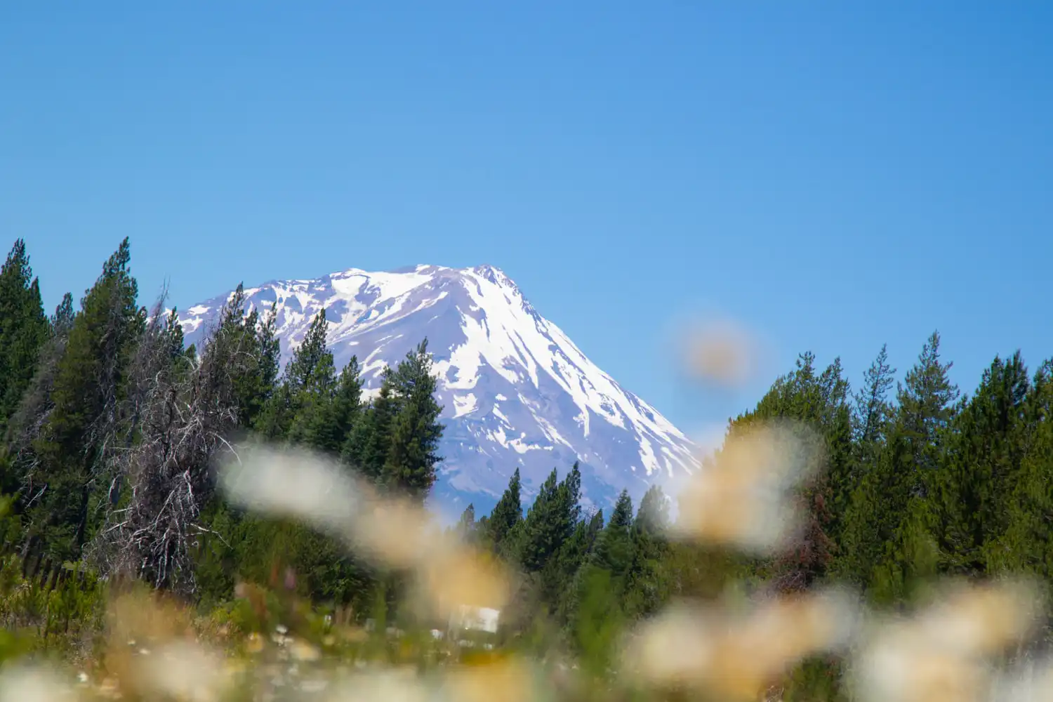Mount Shasta