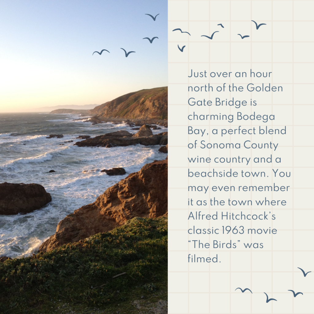 Just over an hour north of the Golden Gate Bridge is charming Bodega Bay, a perfect blend of Sonoma County wine country and a beachside town. You may even remember it as the town where Alfred Hitchcock’s classic 1963 movie “The Birds” was filmed.