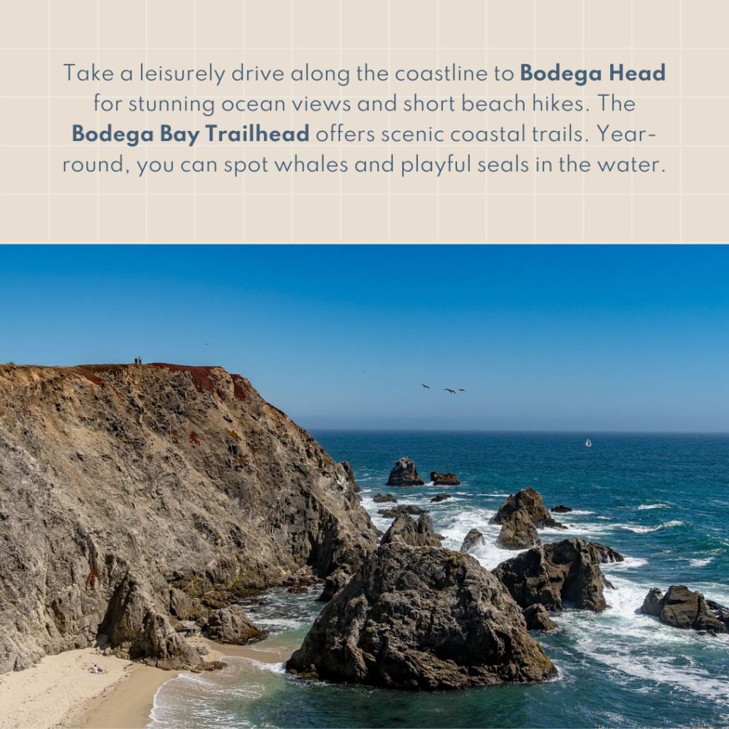 Take a leisurely drive along the coastline to Bodega Head for stunning ocean views and short beach hikes. The Bodega Bay Trailhead offers scenic coastal trails. Year-round, you can spot whales and playful seals in the water.