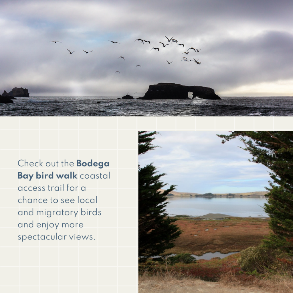 Check out the Bodega Bay bird walk coastal access trail for a chance to see local and migratory birds and enjoy more spectacular views.