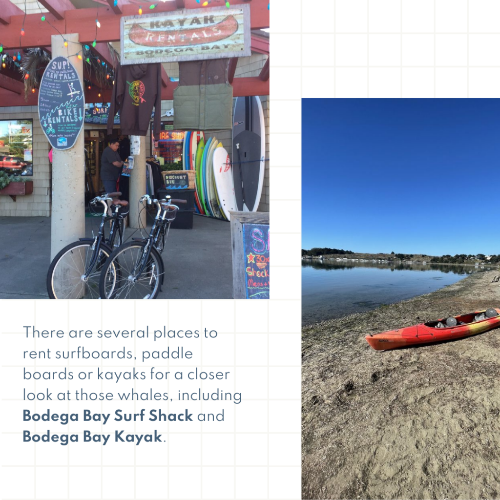 There are several places to rent surfboards, paddle boards or kayaks for a closer look at those whales, including Bodega Bay Surf Shack and Bodega Bay Kayak.