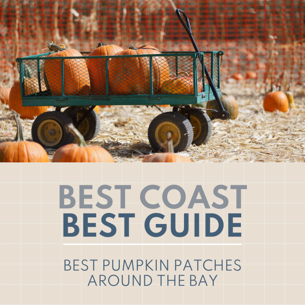 Best Pumpkin Patches Around the bay