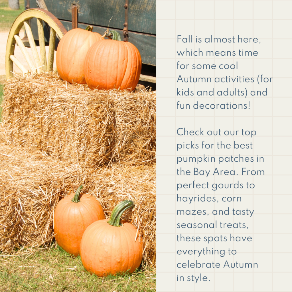 Fall is almost here, which means time for some cool Autumn activities (for kids and adults) and fun decorations! Check out our top picks for the best pumpkin patches in the Bay Area. From perfect gourds to hayrides, corn mazes, and tasty seasonal treats, these spots have everything to celebrate Autumn in style.