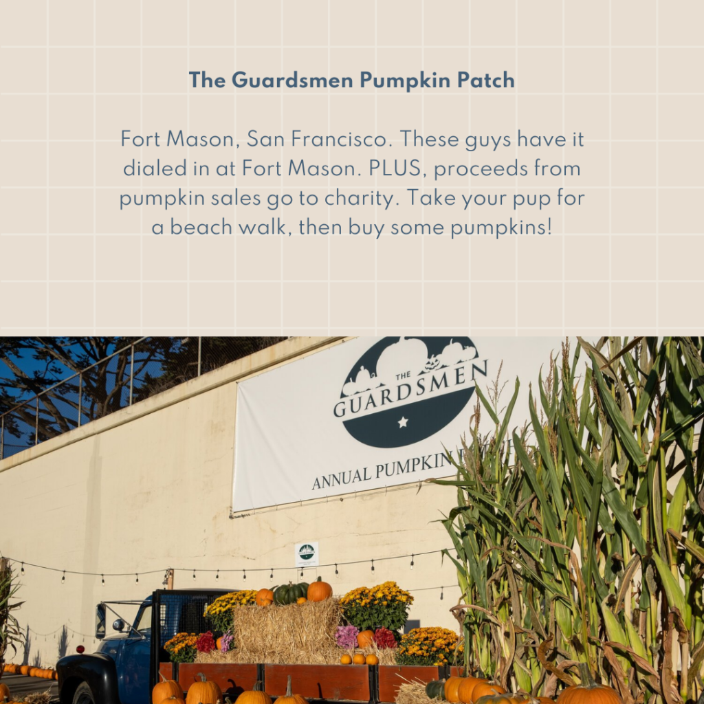 The Guardsmen Pumpkin Patch Fort Mason, San Francisco. These guys have it dialed in at Fort Mason. PLUS, proceeds from pumpkin sales go to charity. Take your pup for a beach walk, then buy some pumpkins!