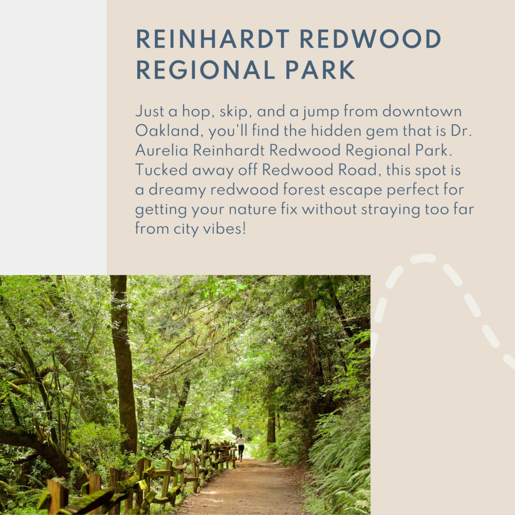 Just a hop, skip, and a jump from downtown Oakland, you'll find the hidden gem that is Dr. Aurelia Reinhardt Redwood Regional Park. Tucked away off Redwood Road, this spot is a dreamy redwood forest escape perfect for getting your nature fix without straying too far from city vibes!