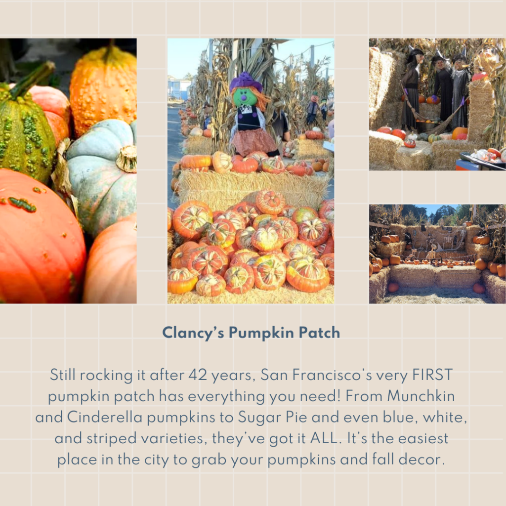 Clancy’s Pumpkin Patch Still rocking it after 42 years, San Francisco’s very FIRST pumpkin patch has everything you need! From Munchkin and Cinderella pumpkins to Sugar Pie and even blue, white, and striped varieties, they’ve got it ALL. It’s the easiest place in the city to grab your pumpkins and fall decor.